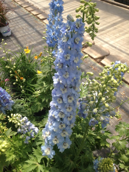 Delphinium Pacific �SUMMER SKIES�