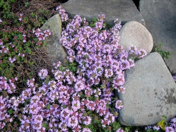 Obrzok (1)