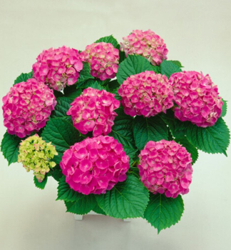 Bauern-Hortensie DEUTSCHLAND, Cont. 1,4 l