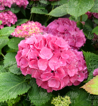 Obr�zok (6)