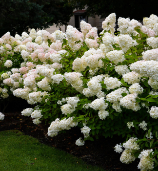 Rispenhortensie BOMBSHELL 60-70 cm, kont. 7,5 l