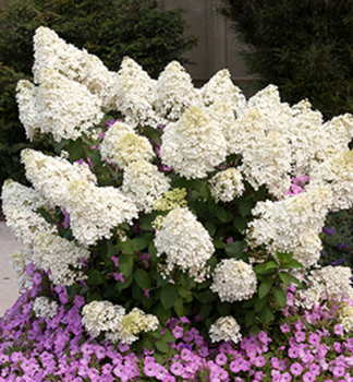 Rispenhortensie BOMBSHELL 15-20 cm, Cont. 1,4 l