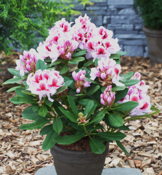Rhododendron �BELAMI�� 40-50 cm, Cont. 5 l