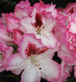 Rhododendron HACHMANNS CHARMANT 20-30 cm, Cont. 5 l