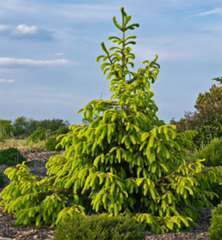 Gold-Fichte �AUREA� 80-90 cm, Cont. 5 l