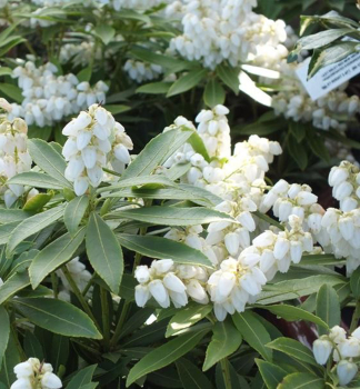 Schattengl�ckchen �SARABANDE� 20-30 cm, Cont. 2,5 l