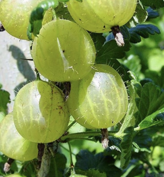 Stachelbeere (Strauch) �WHITESMITH� 20-30 cm, Cont. 2 l