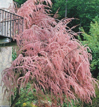 Tamariske, 40-50 cm, Cont. 2,5 l