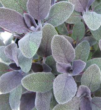 Salvia officinalis PURPURASCENS, detail listov
