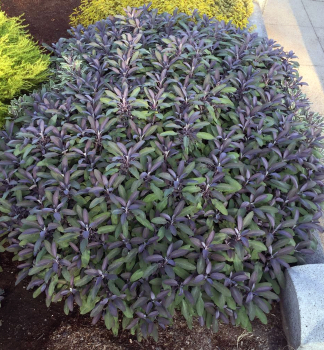 Echter Salbei PURPURASCENS Cont. 0,5 l