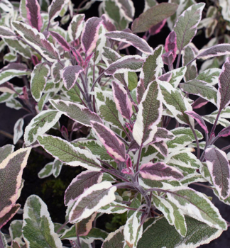 Echter Salbei TRICOLOR Cont. 0,5 l