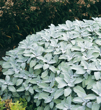 Echter Salbei BERGGARTEN Cont. 0,5 l
