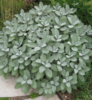Salvia officinalis BERGGARTEN
