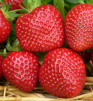 Erdbeere �MALWINA�, Cont. 0,5 l