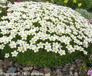 Lomikame� Arendsov / Saxifraga arendsii �ALBA�