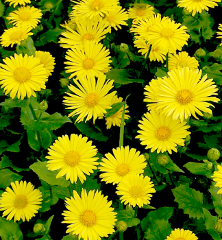 G�mswurz �LITTLE LEO�, Cont. 0,5 l