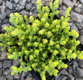 Obr�zok (4)