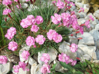 Dianthus gratianopolitanus �PINK JEWEL� detail