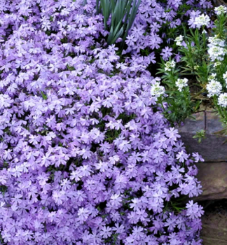 Flammenblume 'EMERALD CUSHION BLUE' Cont. 0,5 l