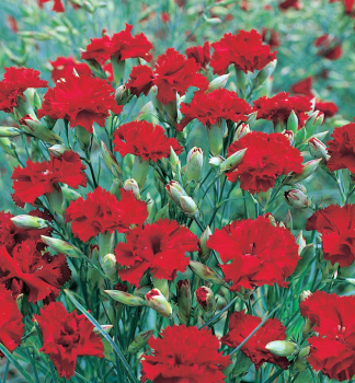 Obr�zok (1)