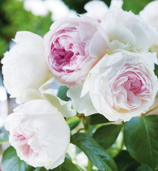 Duftende Rose HERZOGIN CHRISTIANA ***** ADR, Kordes 2013, Cont. 2 l