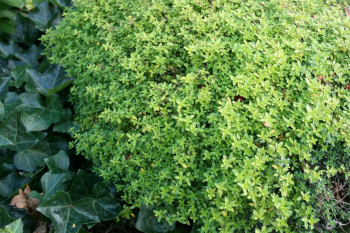 Obrzok (4)