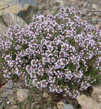 Echte Thymian COMPACTUS, Cont. 0,5 l