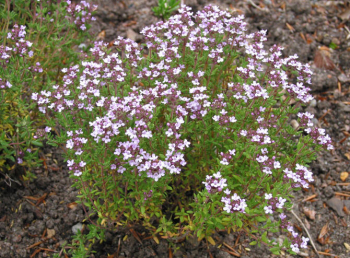 Obrzok_(4)