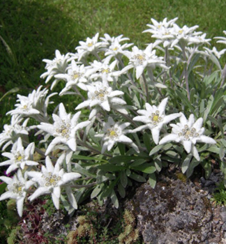 Alpen-Edelwei�, Cont. 0,5 l