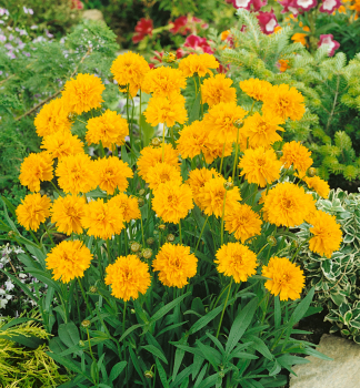 M�dchenauge �EARLY SUNRISE� Cont. 0,5 l