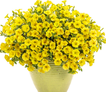 Petunie �SUPERTUNIA� MINI VISTA YELLOW�, Cont. 0,5 l