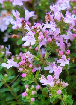 Obrzok (4)