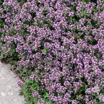 Obrzok (5)