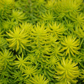 Fetthenne YELLOW CUSHION Cont. 0,5 l