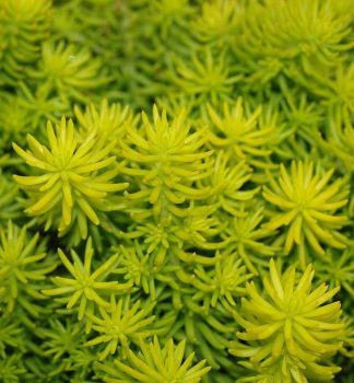 Fetthenne YELLOW CUSHION Cont. 0,5 l