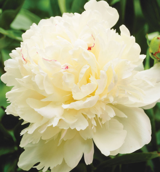 Pfingstrose �MARIE LEMOINE�, Cont. 1,5 l