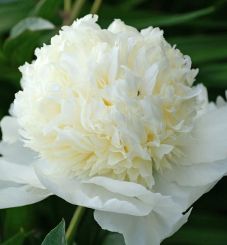 Pfingstrose �CHARLES WHITE�, Cont. 1 l