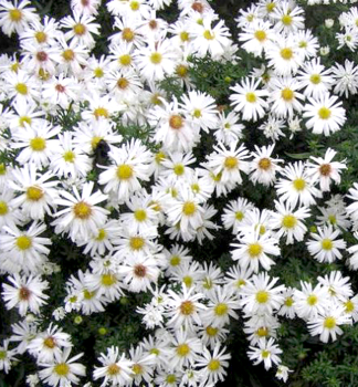 Kissen-Aster SCHNEEKISSEN Cont. 0,5 l