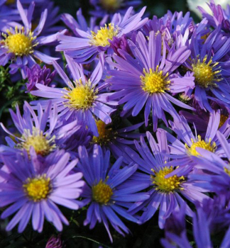 Kissen-Aster �LADY IN BLUE� Cont. 0,5 l