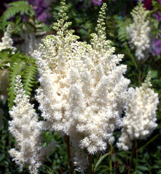 Obrzok (4)