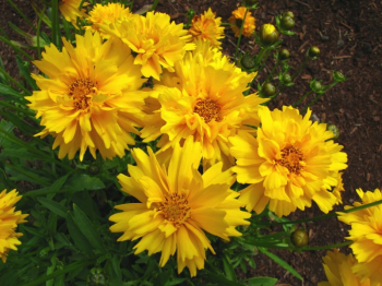 Kr�snoo�ko ve�kokvet� / Coreopsis grandiflora �SUNRAY�