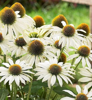 Sonnenhut (Echinacea) ALBA Cont. 0,5 l