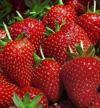 Immertragende Erdbeere �EVIE II�� 10 Pflanzen im Tray