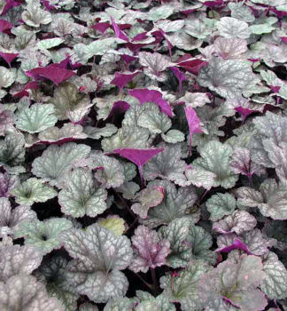 Purpurglckchen 'REGINA' Cont. 0,5 l