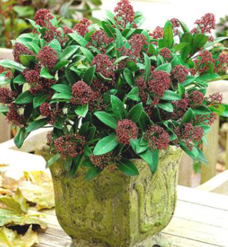 Japanische Skimmie �RUBELLA� 15-20 cm, Cont. 2 l