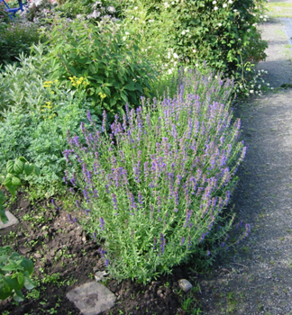 Hyssopus officinalis, v z�hone