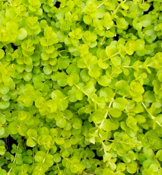 Pfennigkraut �GOLDI� Cont. 0,5 l