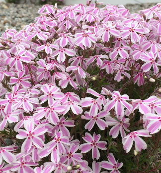 Flammenblume 'CANDY STRIPES' Cont. 0,5 l