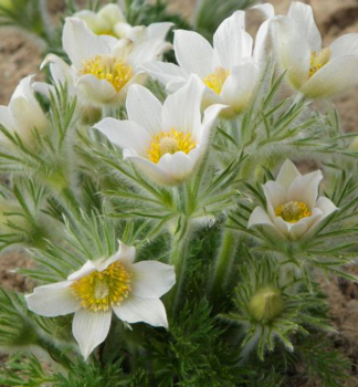 Kuhschelle �PINWHEEL WHITE� Cont. 0,5 l