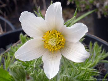 Pulsatilla vulgaris �ALBA� detail kvetu